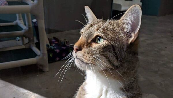 El gatito Quilty - Sputnik Mundo