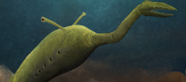 Tullimonstrum, o Monstruo de Tully Tullimonstrum, o Monstruo de Tully - Sputnik Mundo