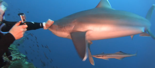 Un tiburón golpeado por un buzo Un tiburón golpeado por un buzo - Sputnik Mundo