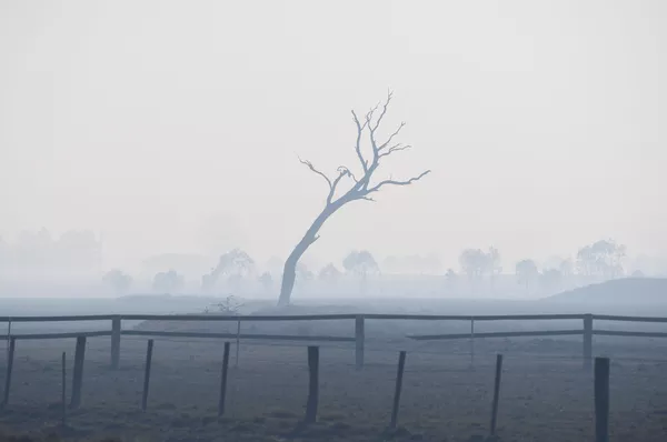 Los incendios forestales en Australia, fuera de control
Los incendios forestales en Australia, fuera de control
- Sputnik Mundo