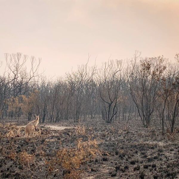 Los incendios forestales en Australia, fuera de control
 - Sputnik Mundo