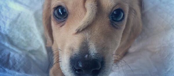 Сachorro Narwhal con una cola secundaria justo en la frente Сachorro Narwhal con una cola secundaria justo en la frente - Sputnik Mundo