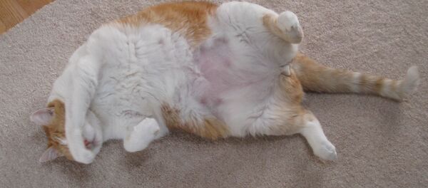 Un gato gordo (imagen referencial) - Sputnik Mundo