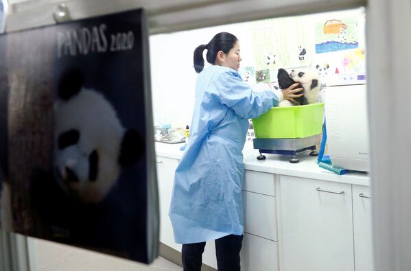 Хранительница зоопарка Ян Лю с детенышем панды в зоопарке в Брюглетте, Бельгия - Sputnik Mundo
