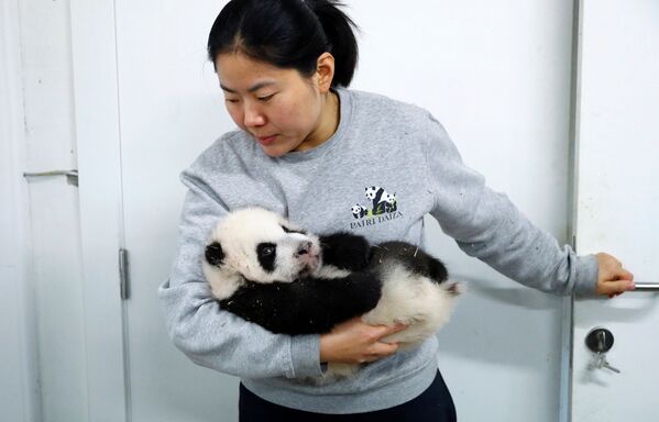 Хранитель зоопарка Ян Лю с детенышем панды в зоопарке в Брюглетте, Бельгия - Sputnik Mundo