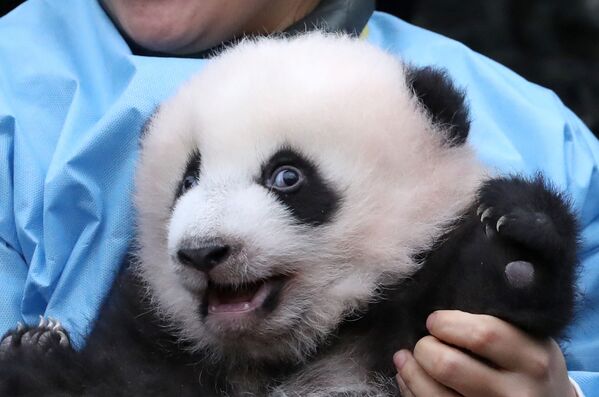 Трехмесячный детёныш панды Бао Ди в зоопарке в Брюглетте, Бельгия - Sputnik Mundo