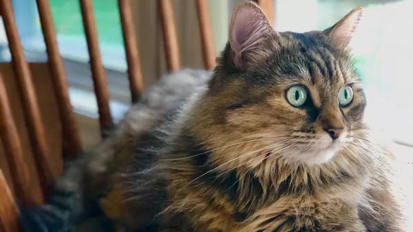 Un gato gordo, imagen referencial