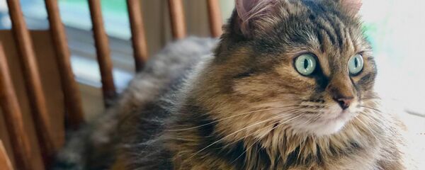 Un gato gordo, imagen referencial - Sputnik Mundo