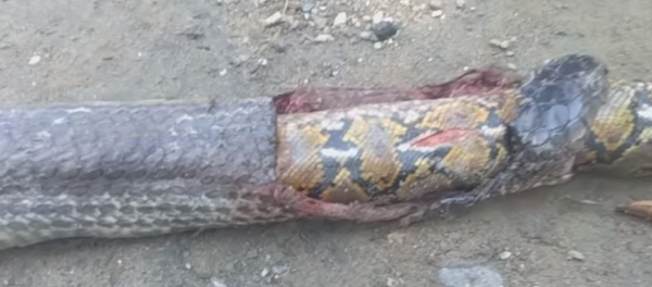 Cobra vs pitón: ¿quién gana en un combate mortal? - Sputnik Mundo