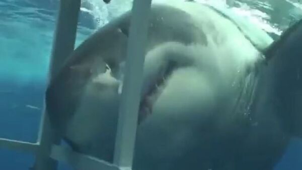 Tiburón curioso - Sputnik Mundo