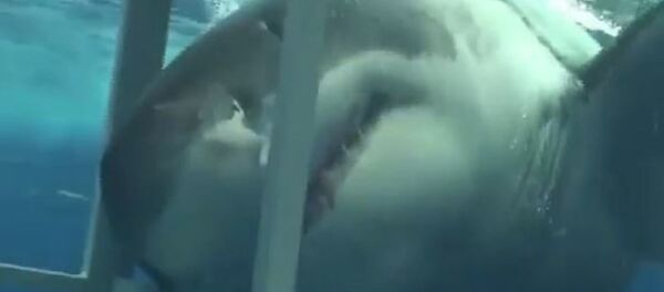 Tiburón curioso - Sputnik Mundo