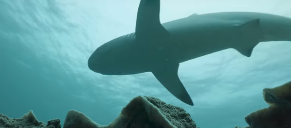 Conoce al dentista de los tiburones  - Sputnik Mundo