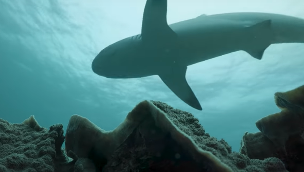 Conoce al dentista de los tiburones  - Sputnik Mundo