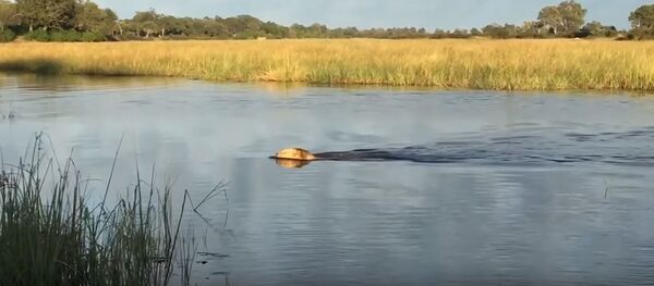 Un león salva a su hermano del feroz ataque de un cocodrilo Un león salva a su hermano del feroz ataque de un cocodrilo - Sputnik Mundo
