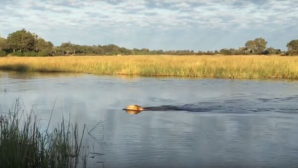 Un león salva a su hermano del feroz ataque de un cocodrilo - Sputnik Mundo