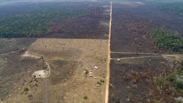 La deforestación en Amazonía - Sputnik Mundo