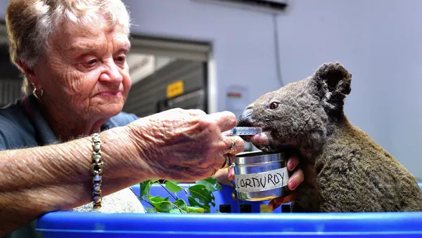 Un koala siendo atendido en el Hospital de Koalas Port Mccquaire, en Australia (noviembre, 2019)