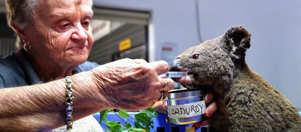 Un koala siendo atendido en el Hospital de Koalas Port Mccquaire, en Australia (noviembre, 2019) - Sputnik Mundo