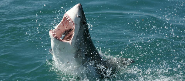 Un tiburón - Sputnik Mundo