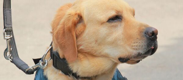 Perro policía, imagen referencial - Sputnik Mundo