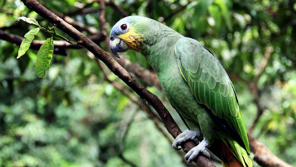 Un loro verde, referencial - Sputnik Mundo