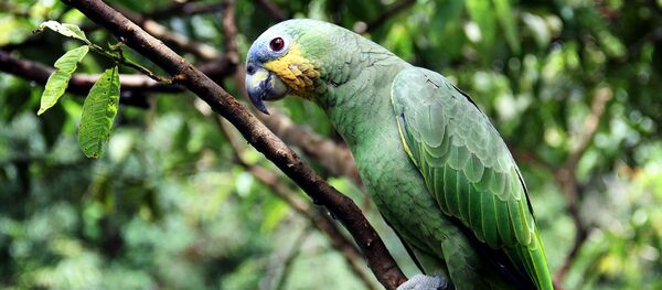 Un loro verde, referencial Un loro verde, referencial - Sputnik Mundo