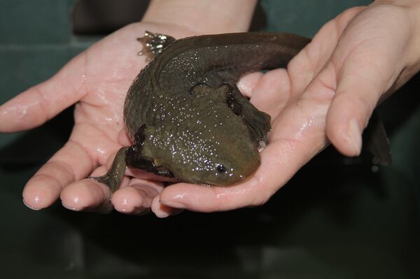 Ajolote mexicano, el monstruo de agua que se enfrenta a la extinción | Fotos - Sputnik Mundo