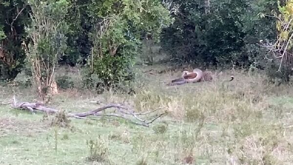 Un leopardo pelea con una pitón - Sputnik Mundo