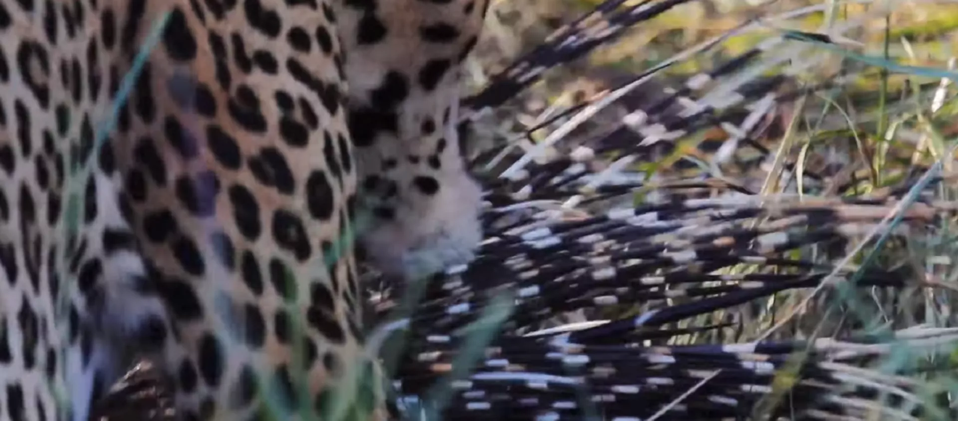 Así logra un leopardo devorar a un puercoespín Así logra un leopardo devorar a un puercoespín - Sputnik Mundo, 1920, 20.11.2019