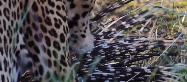 Así logra un leopardo devorar a un puercoespín - Sputnik Mundo