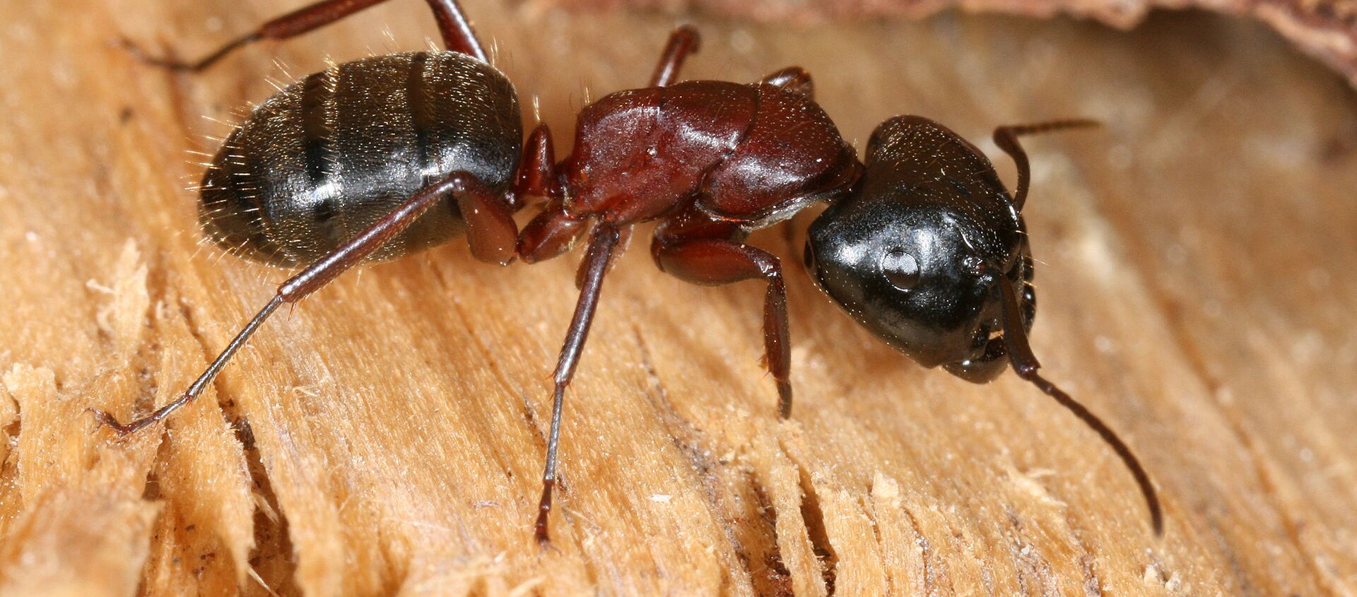 Hormiga carpintera Hormiga carpintera - Sputnik Mundo, 1920, 20.11.2019