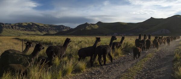 Puno, Perú - Sputnik Mundo