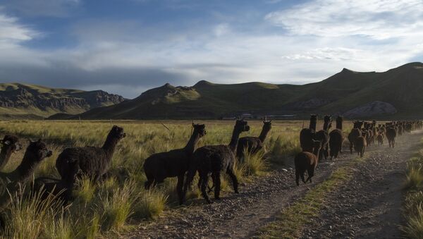 Puno, Perú - Sputnik Mundo