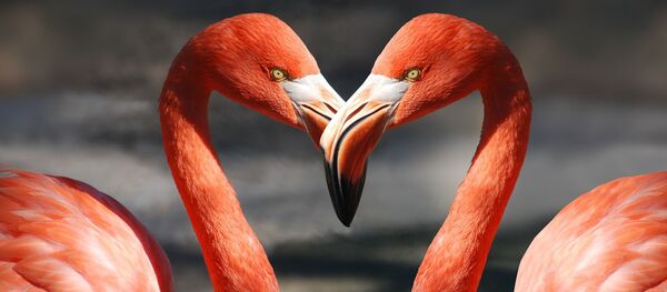 Dos flamingos, referencial - Sputnik Mundo