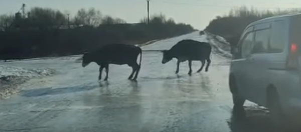 Estas vacas 'patinadoras' te robarán el corazón - Sputnik Mundo