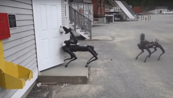 Robots Spot de Boston Dynamics  - Sputnik Mundo