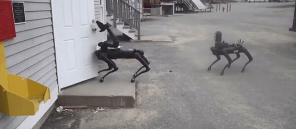Robots Spot de Boston Dynamics  - Sputnik Mundo