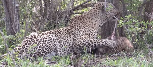 Un leopardo se come a una hiena - Sputnik Mundo