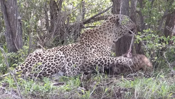 Un leopardo se come a una hiena