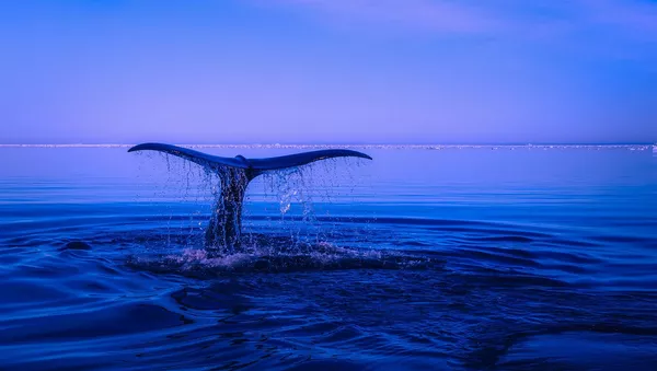 Aleta caudal o cola de ballena - imagen referencial - Sputnik Mundo