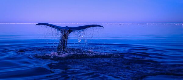 Aleta caudal o cola de ballena - imagen referencial - Sputnik Mundo
