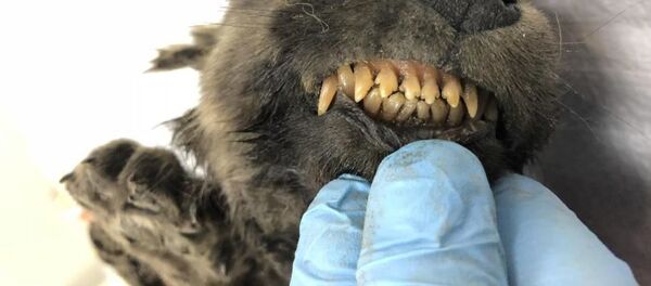 Cachorro siberiano de cerca de 18.000 años de antiguedad  - Sputnik Mundo