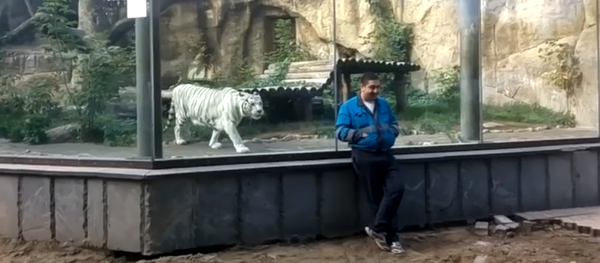 Un tigre blanco le pega un susto de muerte a un hombre - Sputnik Mundo
