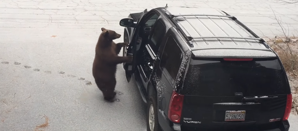 Un oso abre la puerta de un automóvil - Sputnik Mundo