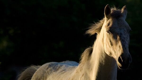 Un caballo blanco (imagen referencial) - Sputnik Mundo