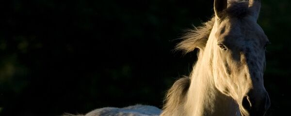 Un caballo blanco (imagen referencial) - Sputnik Mundo