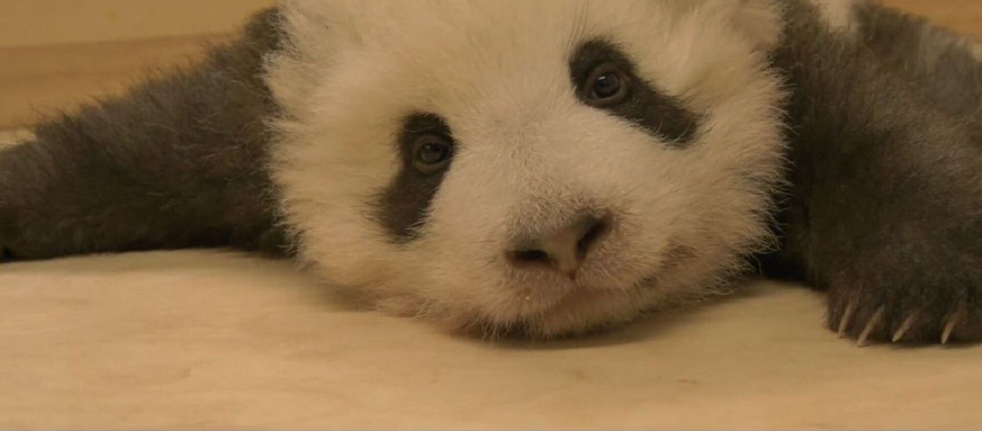 Un oso panda bebé - Sputnik Mundo, 1920, 01.12.2019