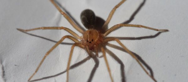 Una araña Loxosceles, foto de archivo - Sputnik Mundo