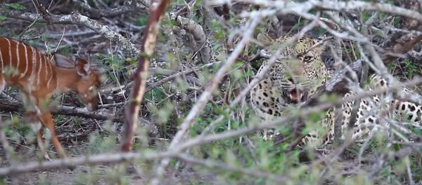 Insólito: un bebé antílope 'cornea' a un leopardo - Sputnik Mundo