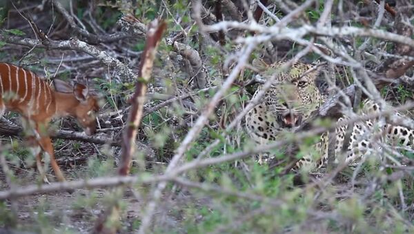 Insólito: un bebé antílope 'cornea' a un leopardo - Sputnik Mundo